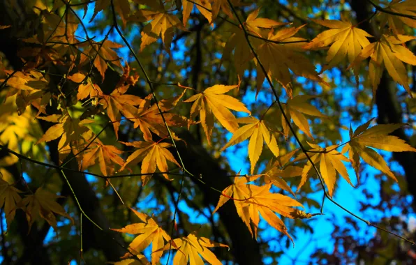Autumn, leaf, fall, twig