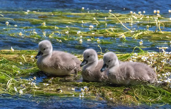 Водоросли, птицы, природа, пруд, малыши, серые, трио, лебеди
