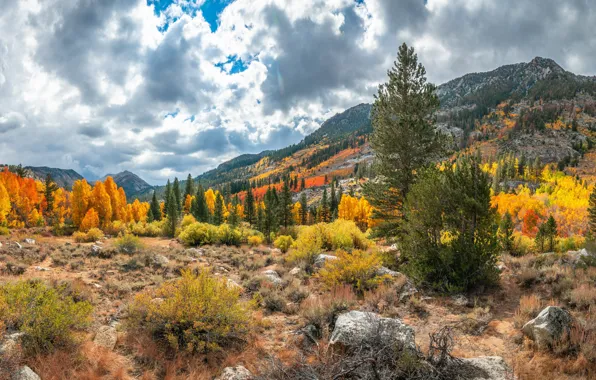 Forest, trees, autumn, mountains, rocks
