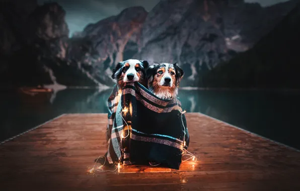 Картинка горы, озеро, настроение, плед, гирлянда, парочка, лампочки, две собаки