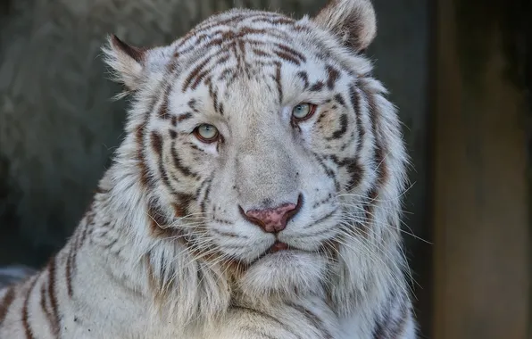 Картинка морда, портрет, хищник, белый тигр, дикая кошка