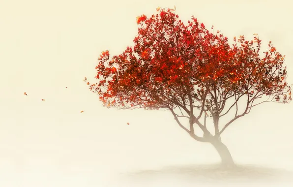 Картинка природа, туман, дерево, цвет