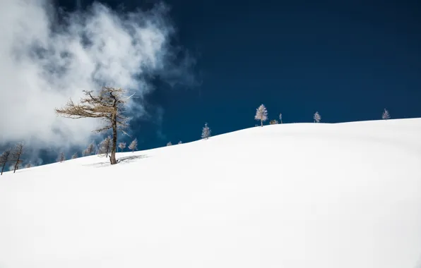 Снег, дерево, гора