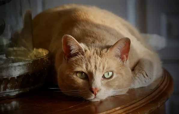 Кошка, кот, взгляд, поза, мордашка