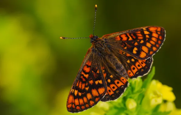 Макро, цветы, узор, бабочка, насекомое, рыжая, зеленый фон