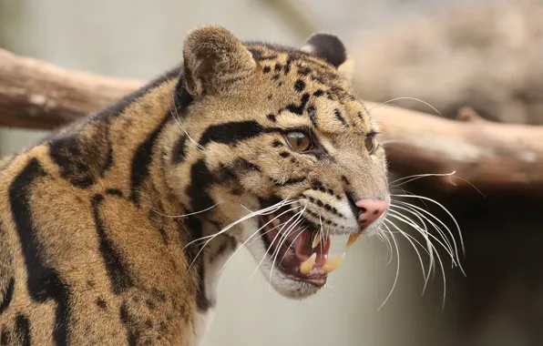 Морда, оскал, дымчатый леопард, лепард, clouded leopard