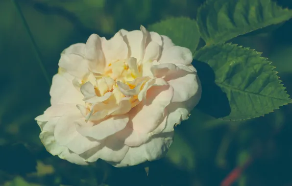 Rose, white, blooming