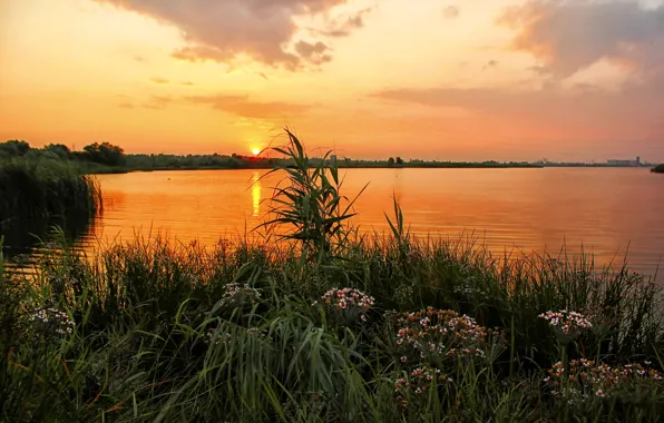 Картинка трава, закат, цветы, река, берег, Россия, Урал
