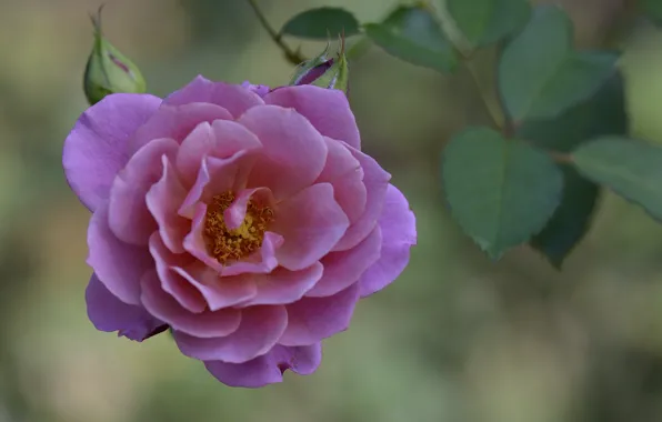 Макро, цветы, розы, лепестки