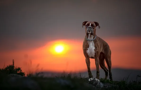 Картинка закат, собака, Боксёр