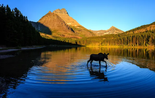 Лес, свет, горы, природа, отражение, купание, водоем, лось