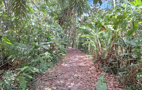 Nature in Suriname, Pepperpot Nature park Suriname, Beautiful nature wallpapers, Flora in Suriname