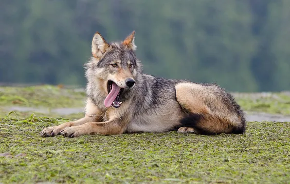 Nature, face, animal, wolf, wildlife, head, fur, mammal