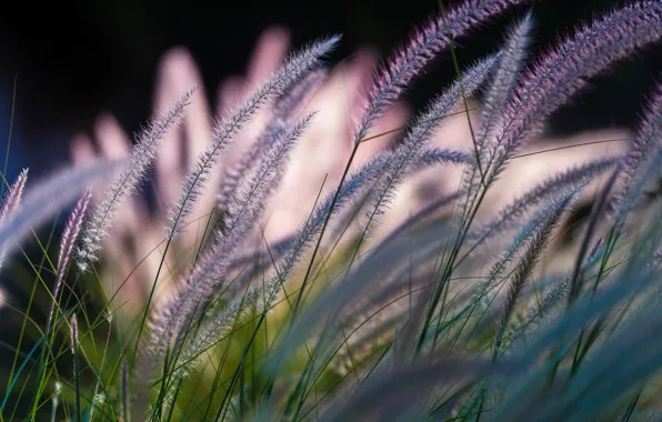 Картинка травинки, боке, Symphony by Nature