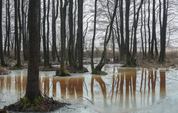 Зима, лес, природа