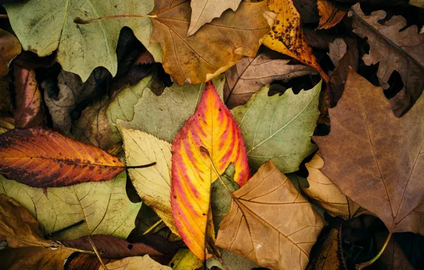 Осень, листья, макро, фон, widescreen, обои, цвет, листик