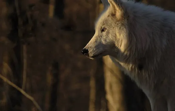 Nature, snow, predator, face, animal, wolf, wildlife, portrait