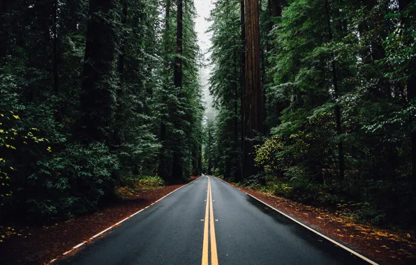 Дорога, машина, лес, деревья, Природа