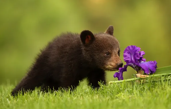 Картинка цветок, природа, медведь