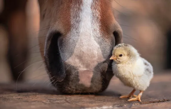 Картинка природа, конь, цыплёнок