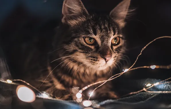 Кошка, кот, взгляд, поза, портрет, мордашка