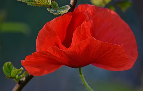 Боке, Bokeh, Red poppy, Красный мак