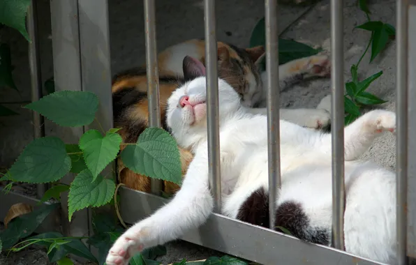 Кошки, сон, лапы, расслабон, тихий час, спящие кошки