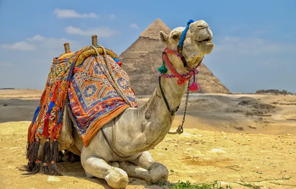 Пустыня, верблюд, пирамида