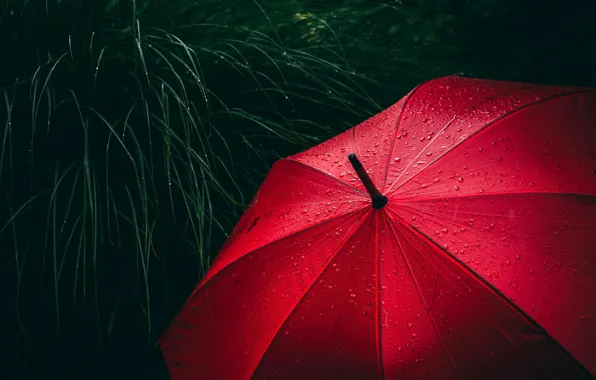 Картинка red, grass, rain, close-up, umbrella, water, macro, blur