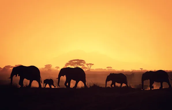 Картинка Африка, слоны, силуэты