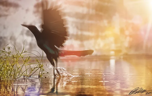 Картинка трава, вода, солнце, брызги, крылья, птичка, Bird