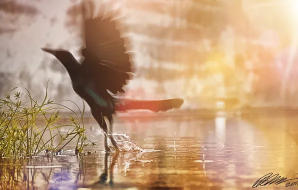 Трава, вода, солнце, брызги, крылья, птичка, Bird