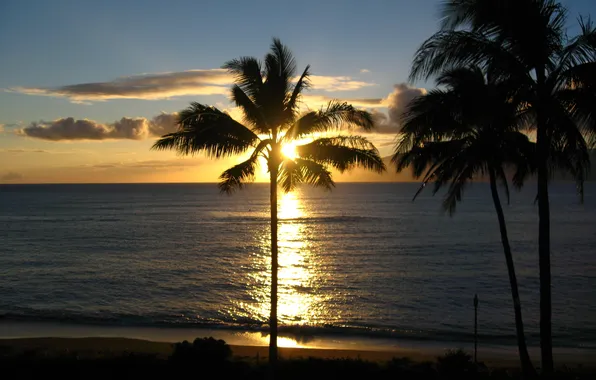 Закат, пальмы, океан, вечер, Hawaii