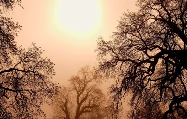 Картинка солнце, деревья, ветки