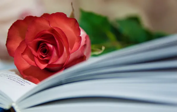 Роза, бутон, книга