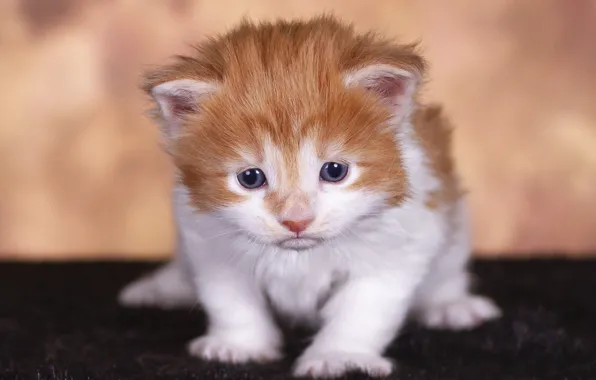 Кошка, котенок, малыш, рыжий, милый, мордашка, мейн-кун, фотостудия
