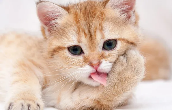 Кошка, взгляд, поза, котенок, мордашка