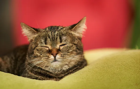 Кошка, кот, дом, сон, мордочка, спит, одеяло