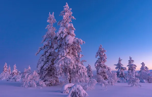 Картинка зима, снег, деревья, ели, Финляндия, Finland, Lapland, Лапландия