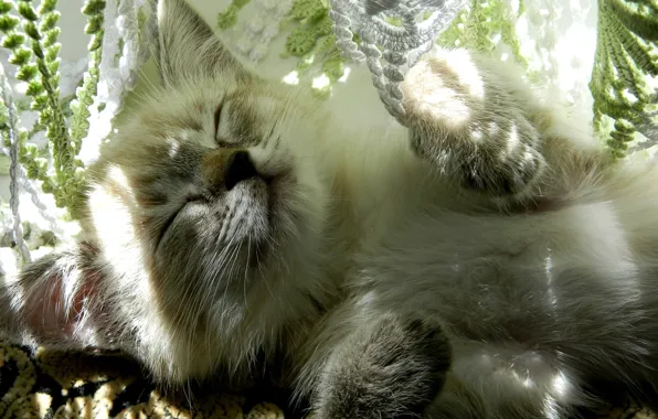 Кошка, лучи, свет, блики, котенок, сон, лапки, спит