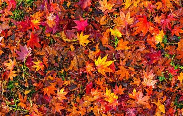 Осень, листья, фон, colorful, red, клен, background, autumn