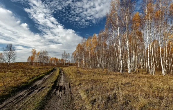 Дорога, поле, берёзы, роща