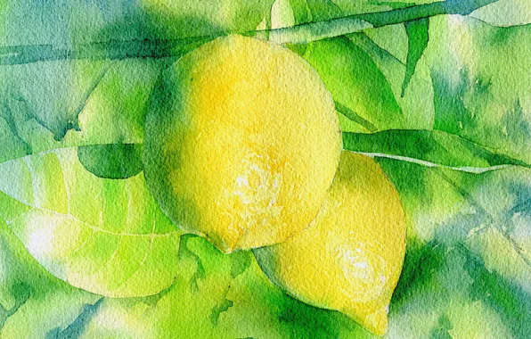 Картинка фон, лимон, картина, акварель