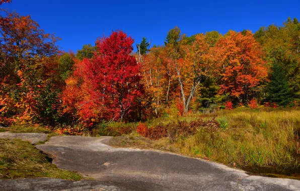 Картинка осень, лес, небо, трава, деревья, скала