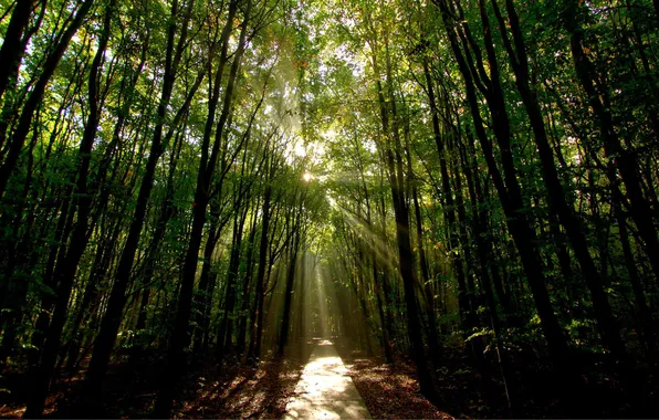 Картинка лес, лучи, свет, природа, дорожка