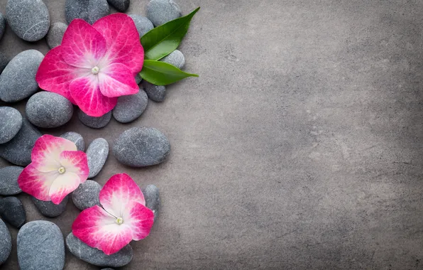 Картинка цветы, камни, flower, orchid, stones, spa, zen