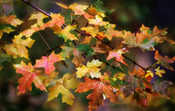 Осень, листья, цвета, капли, макро, ветка
