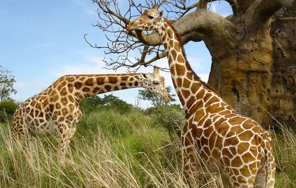 Картинка трава, пара, жирафы, африка