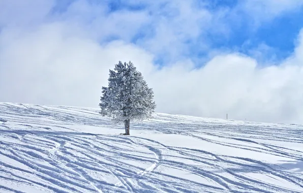 Картинка зима, небо, облака, снег, следы, дерево, склон