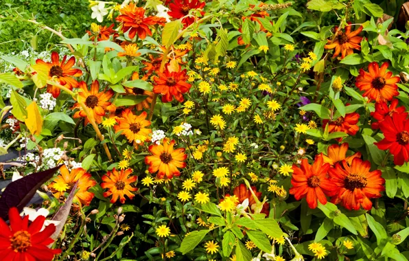 Картинка трава, Цветы, grass, flowers